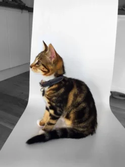 Collier Pour Chat En Cuir Gris 7 Collier Pour Chat En Cuir Gris -Chats Chiens Produits Magasin image3