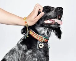 Collier En Cuir Paddy Lee Dwam 11 Collier En Cuir Paddy Lee Dwam -Chats Chiens Produits Magasin image 21e98f3d 92a5 48de bb06 03c18f7bad34