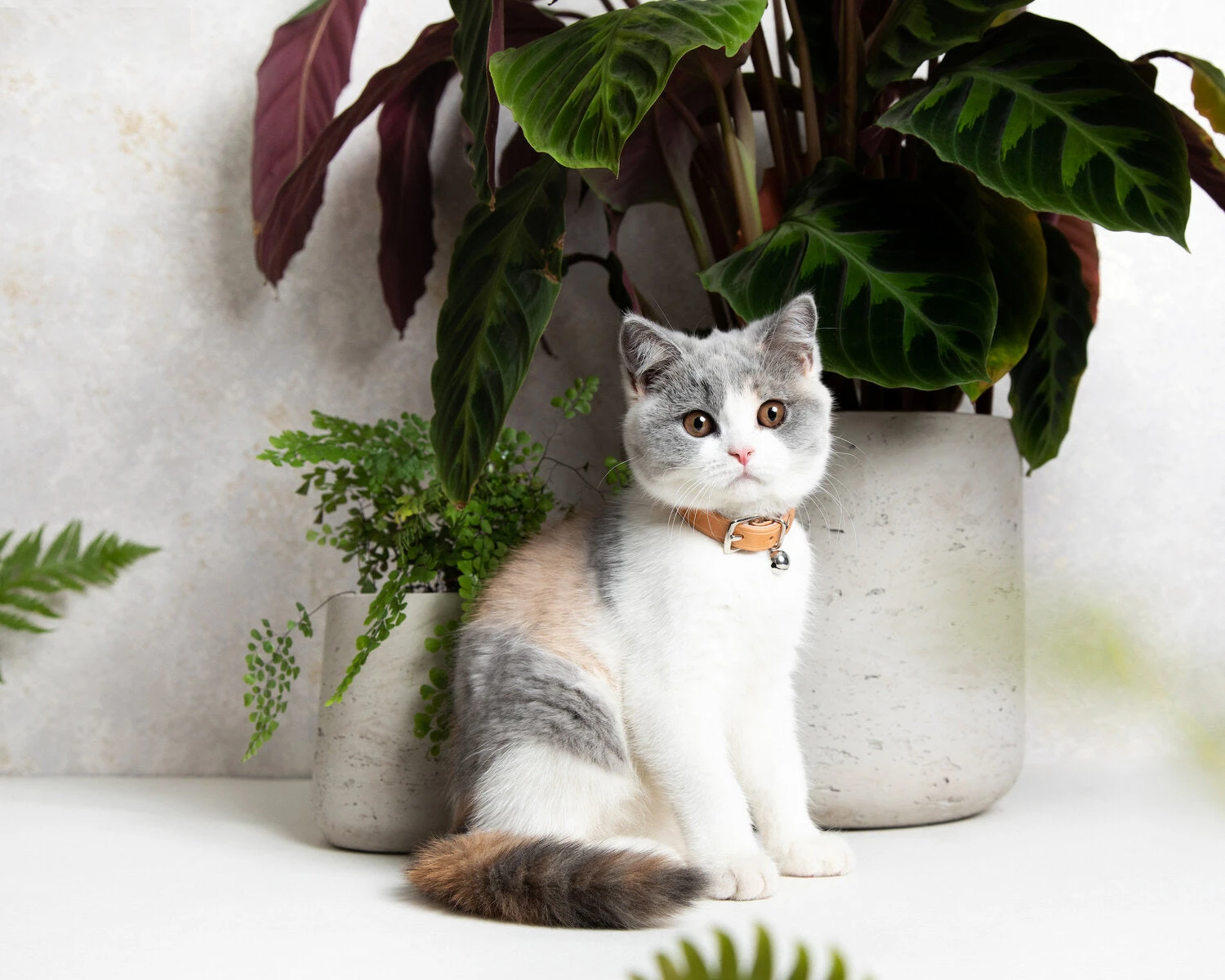 Collier En Cuir Pour Chat Collection Velouté 3 Collier En Cuir Pour Chat Collection Velouté – Image 3