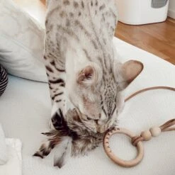 Jouet Pour Chat Musse 6 Jouet Pour Chat Musse -Chats Chiens Produits Magasin image 6e6f79df 82f1 456c a7d6 12b295aa4834