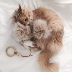 Jouet Pour Chat Tollo 9 Jouet Pour Chat Tollo -Chats Chiens Produits Magasin image a3d27e3f 9580 40bb 9fec bf4e6a3202f8