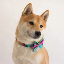 Noeud Papillon Pour Chien Inca Blue -Chats Chiens Produits Magasin inca botanical blue pets hiro and wolf web 4 1024x1024 fe72e44d 28eb 46db a30e 6b7fad2b0a8e