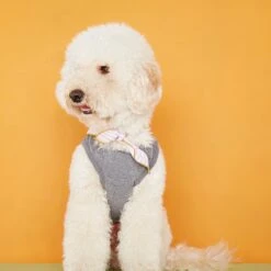 Body Pour Chien Josef -Chats Chiens Produits Magasin josef 1