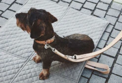 Collier En Cuir Pour Chien Bergamo 9 Collier En Cuir Pour Chien Bergamo -Chats Chiens Produits Magasin mc c04 007 02 sm walk bergamo natural simba 1 354