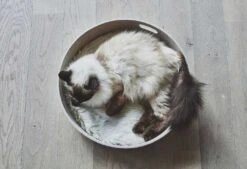 Panier Pour Chat Design Cesto -Chats Chiens Produits Magasin mc g02 008 03 sleep cesto nougat mio 450 984