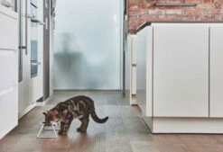 Double écuelle Design Pour Chat Cena -Chats Chiens Produits Magasin mc g06 005 01 s eat cena stone molly samu 2595 v2 1