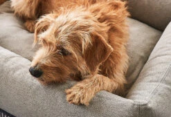 Lit Pour Chien Orthopédique Mare 10 Lit Pour Chien Orthopédique Mare -Chats Chiens Produits Magasin mc mare sand 4