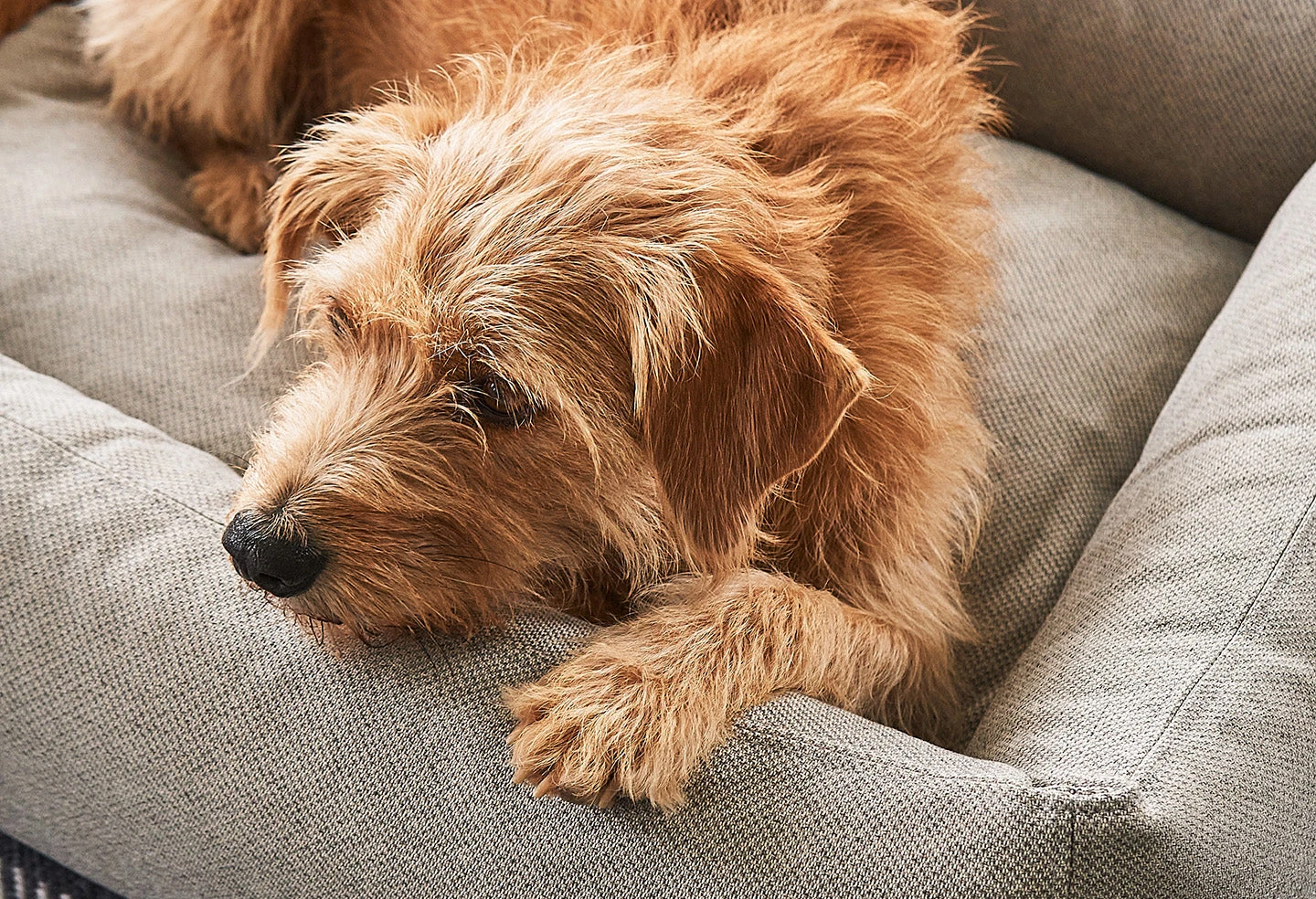 Lit Pour Chien Orthopédique Mare 5 Lit Pour Chien Orthopédique Mare – Image 5