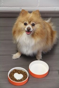 Bol Anti-glouton Pour Chat Et Petit Chien 9 Bol Anti-glouton Pour Chat Et Petit Chien -Chats Chiens Produits Magasin p 774e442a 307e 49b4 bce6 3d50acc2b8ef