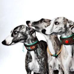 Collier En Cuir Paddy Lee Dwam 12 Collier En Cuir Paddy Lee Dwam -Chats Chiens Produits Magasin paddy lee collar greyhound m 7042 en G