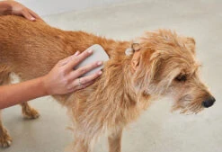 Brosse Pour Chien (poil Court Et Long) -Chats Chiens Produits Magasin pelo bildergalerie