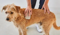 Brosse Pour Chien (poil Court Et Long) -Chats Chiens Produits Magasin pelo buehne