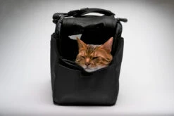 Sac De Transport Pour Chats Et Petits Chien Atom 12 Sac De Transport Pour Chats Et Petits Chien Atom -Chats Chiens Produits Magasin sac de transport pour chat et petit chien sleepypod atom noir 2