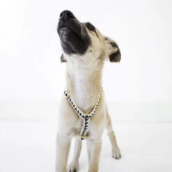 Harnais Grill See Scout Sleep -Chats Chiens Produits Magasin scene harness puppy nice grill cream and black 1 700x700 1