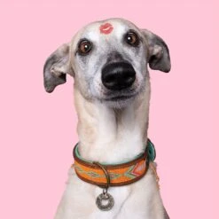 Collier En Cuir Tiger Lily Dwam -Chats Chiens Produits Magasin tiger lily 2 cm collar xxs 9336 en G