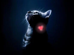 Woufki Led - Lumière De Sécurité 5 Woufki Led - Lumière De Sécurité -Chats Chiens Produits Magasin woukiled chat