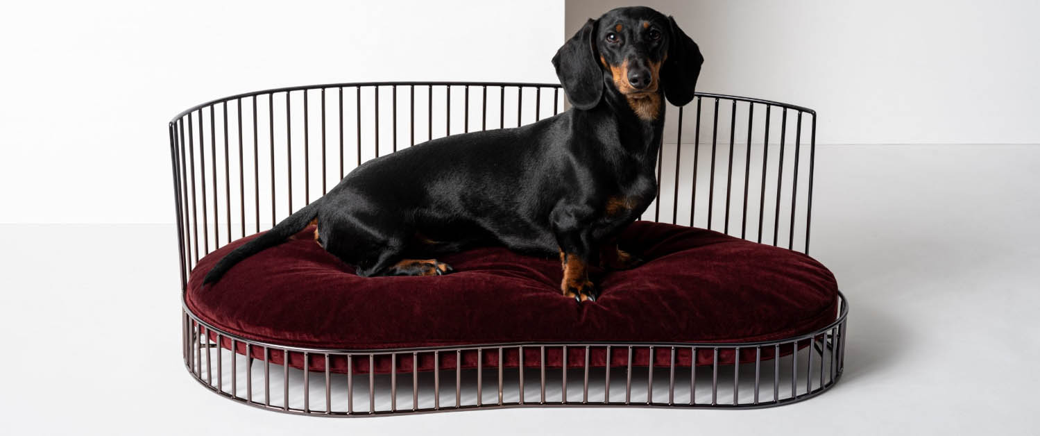 Chats Chiens Produits Magasin -Chats Chiens Produits Magasin fgjhfgj